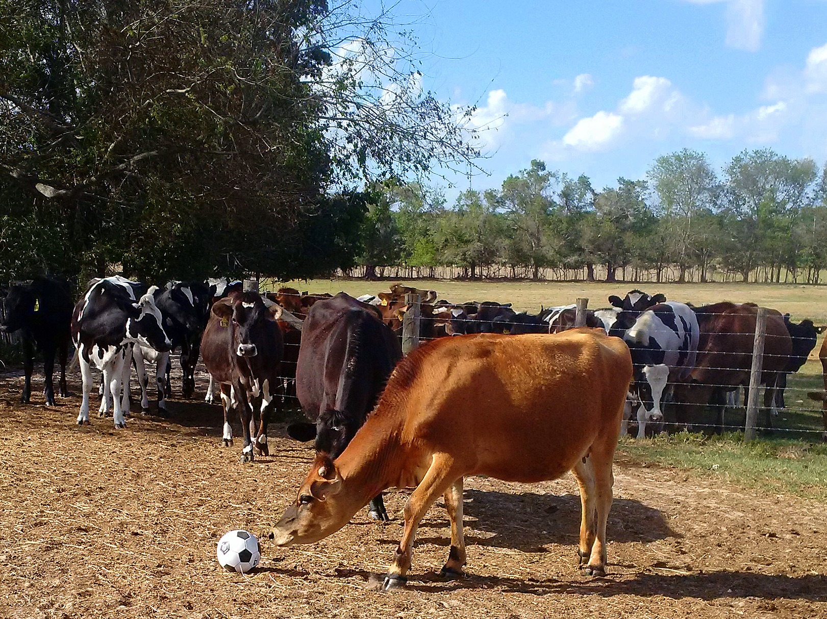 1-cow soccer 2